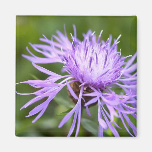 Aimant Bleuet pourpre (Devant)