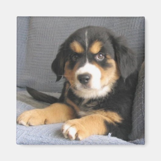 Aimant Blitzen (Devant)