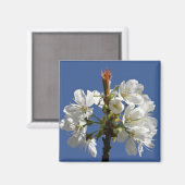 Aimant Bloom du printemps blanc (Recto/Verso)
