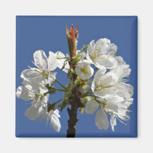 Aimant Bloom du printemps blanc