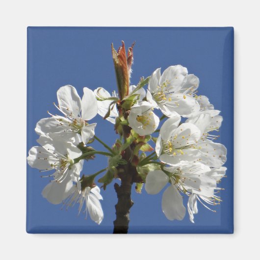 Aimant Bloom du printemps blanc (Devant)