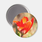 Aimant Blossom de la tulipe rouge (Recto/Verso)