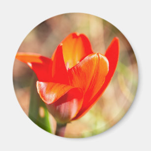 Aimant Blossom de la tulipe rouge