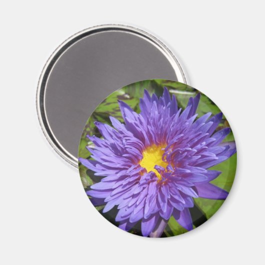 Aimant Blue Aster (Recto/Verso)