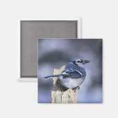 Aimant Blue Jay (Recto/Verso)