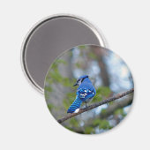 Aimant Blue Jay (Recto/Verso)