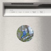 Aimant Blue Jay (In Situ (Lave-vaisselle))