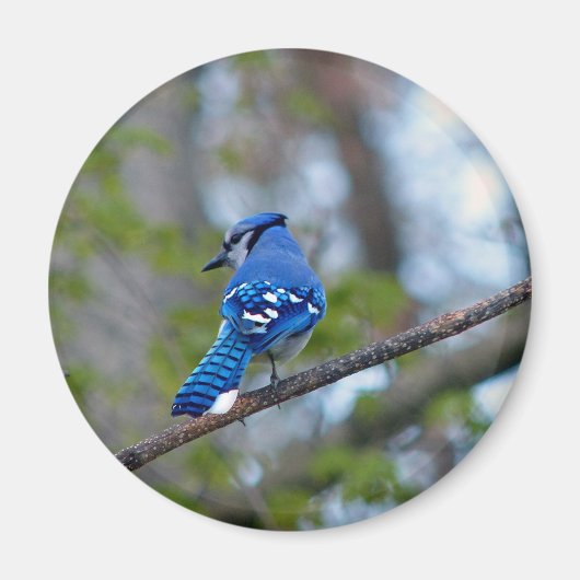 Aimant Blue Jay (Devant)