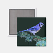 Aimant Blue Jay (Recto/Verso)