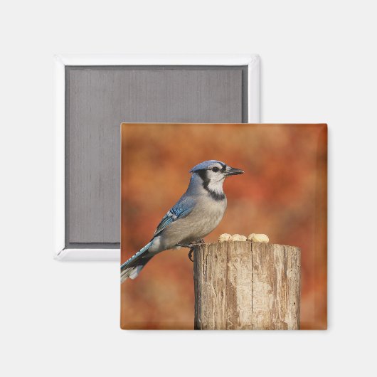 Aimant Blue Jay (Recto/Verso)