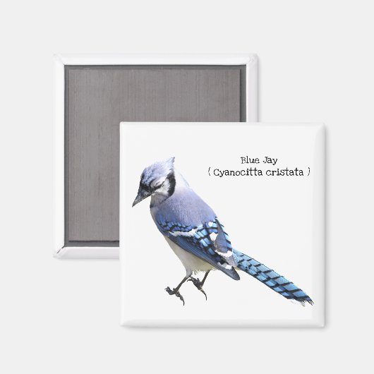Aimant Blue Jay (Recto/Verso)