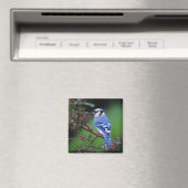 Aimant Blue Jay, Cyaoncitta cristata (In Situ (Lave-vaisselle))