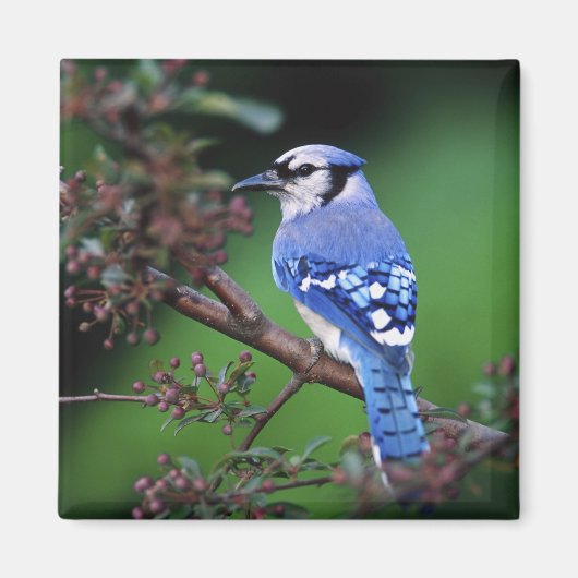 Aimant Blue Jay, Cyaoncitta cristata (Devant)