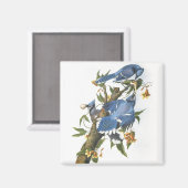 Aimant Blue Jay, John James Audubon (Recto/Verso)