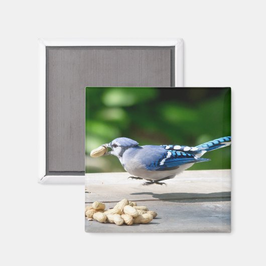 Aimant Blue Jay obtient une cacahuète (Recto/Verso)