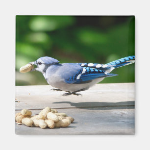 Aimant Blue Jay obtient une cacahuète