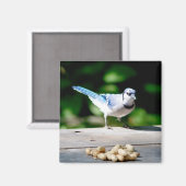 Aimant Blue Jay obtient une cacahuète (Recto/Verso)