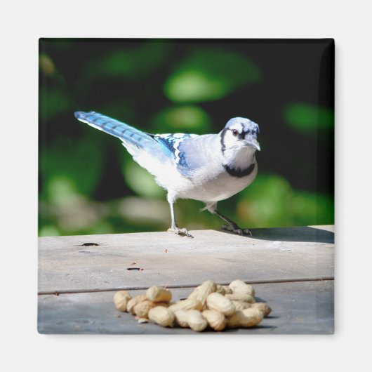 Aimant Blue Jay obtient une cacahuète (Devant)