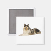Aimant blue merrough collie laying (Recto/Verso)
