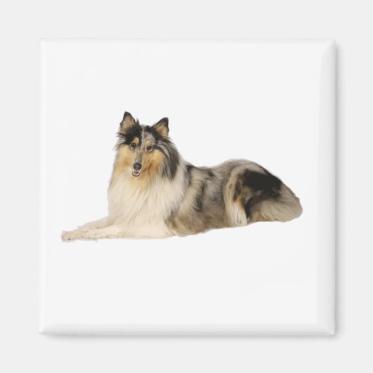 Aimant blue merrough collie laying (Devant)