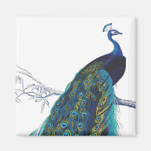 Aimant Blue Peacock with beautiful tail feathers