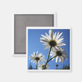 Aimant Blue Skies Bloomin Daisies (Recto/Verso)