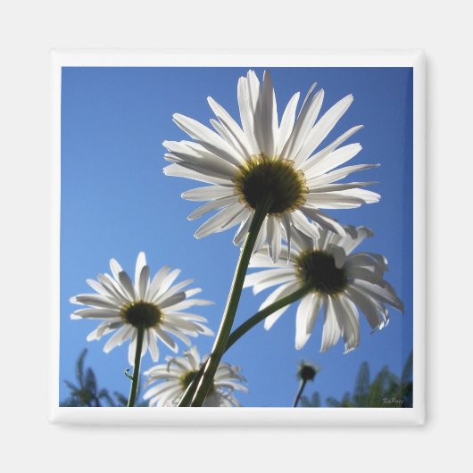 Aimant Blue Skies Bloomin Daisies (Devant)