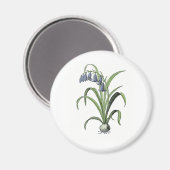 Aimant Bluebell (Recto/Verso)