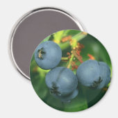 AIMANT BLUEBERRIES (Recto/Verso)