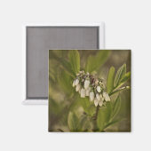 Aimant Blueberry 585 (Recto/Verso)