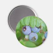 Aimant Blueberry du Maine (Recto/Verso)
