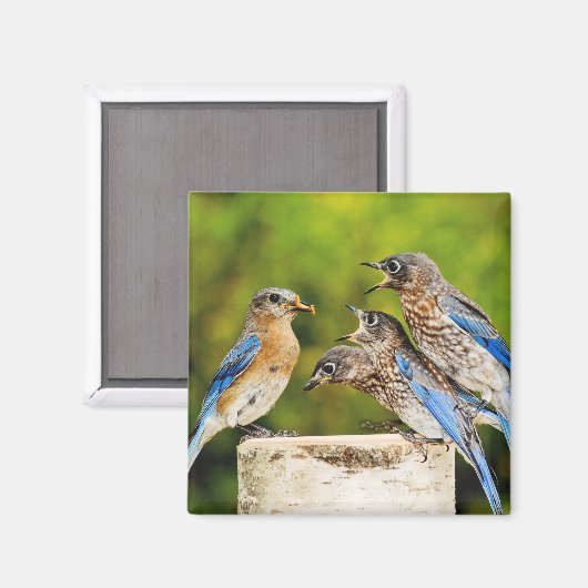 Aimant Bluebird (Recto/Verso)