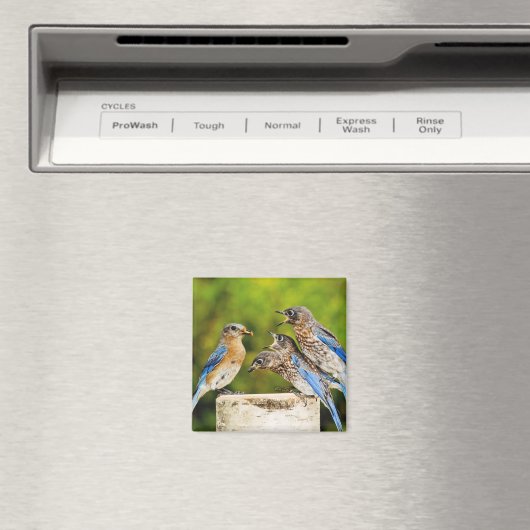 Aimant Bluebird (In Situ (Lave-vaisselle))