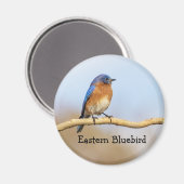 Aimant Bluebird (Recto/Verso)