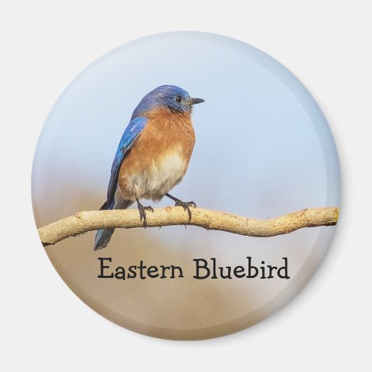 Aimant Bluebird (Devant)