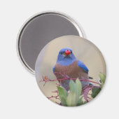 Aimant Bluebird avec Berry (Recto/Verso)