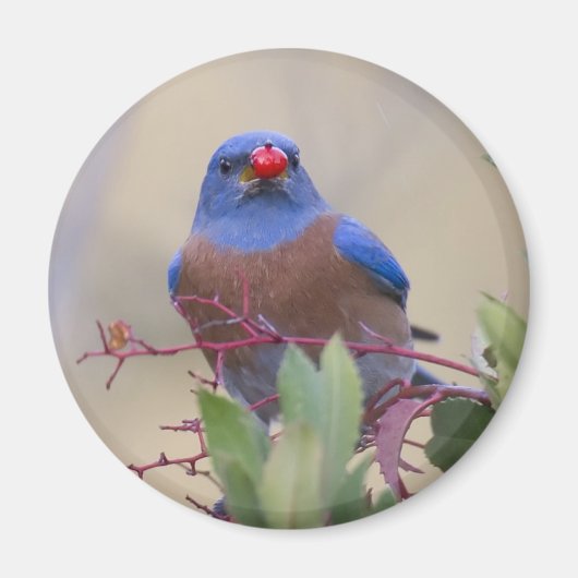 Aimant Bluebird avec Berry (Devant)