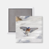 Aimant Bluebird oriental dansant dans la neige (Recto/Verso)