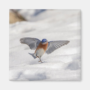 Aimant Bluebird oriental dansant dans la neige