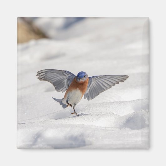 Aimant Bluebird oriental dansant dans la neige (Devant)