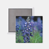 Aimant Bluebonnet Fleur Texas Floral Blue (Recto/Verso)