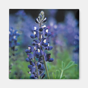 Aimant Bluebonnet Fleur Texas Floral Blue