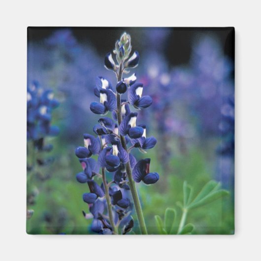 Aimant Bluebonnet Fleur Texas Floral Blue (Devant)