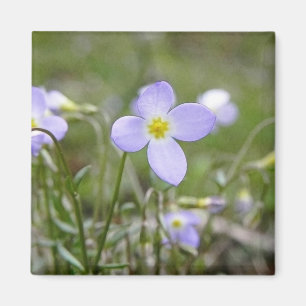 Aimant Bluets - dames de quaker