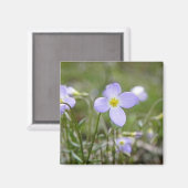 Aimant Bluets - Quaker Ladies (Recto/Verso)
