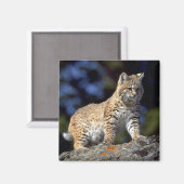 Aimant Bobcat (Recto/Verso)