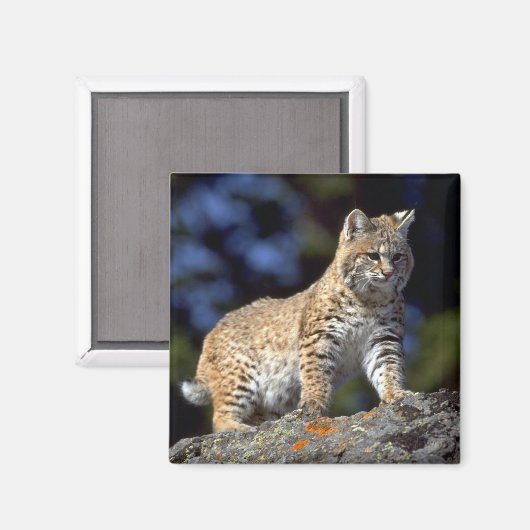 Aimant Bobcat (Recto/Verso)
