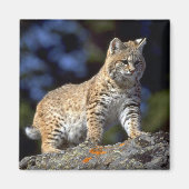 Aimant Bobcat (Devant)