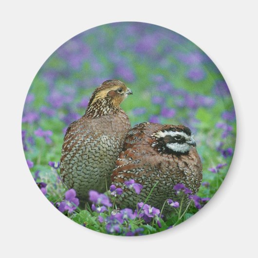 Aimant Bobwhite Quail Photographie (Devant)