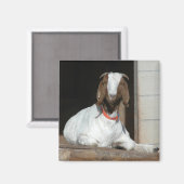 Aimant Boer Goat Nanny Doe (Recto/Verso)